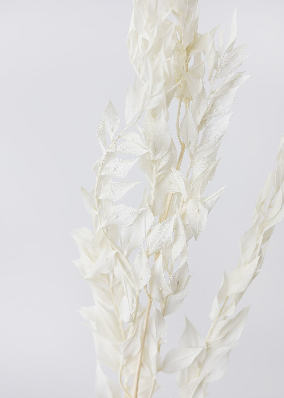Bleached Cream Preserved Ruscus Bundle - 20-26" Tall | Afloral (US)
