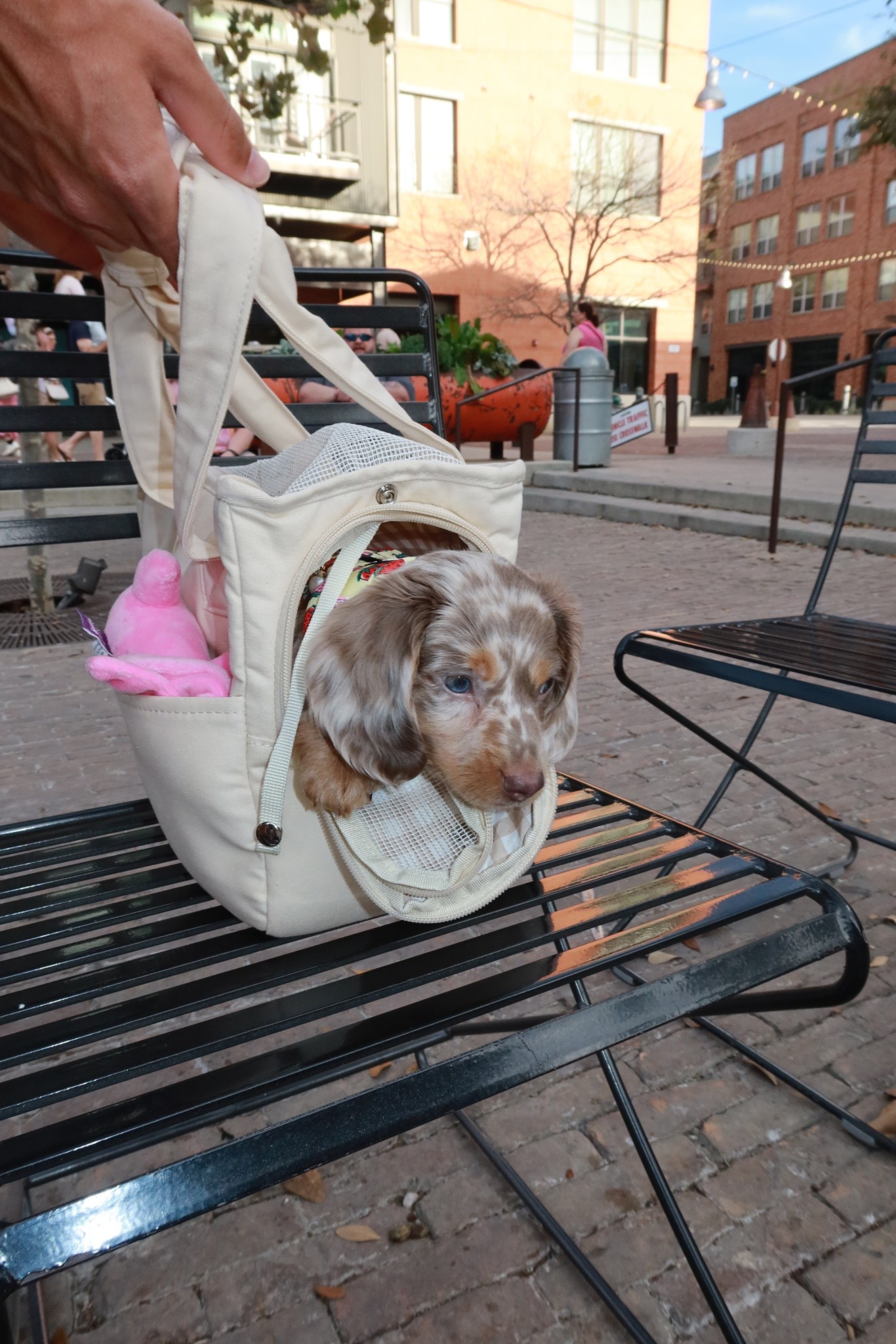 Cute puppy carrier! 

#LTKItBag #LTKPets