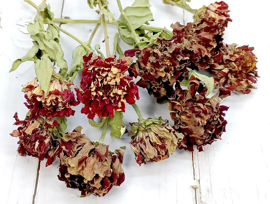 Dried Flowers, Red Zinnias, Craft Supplies, 10 Stems - Etsy | Etsy (US)