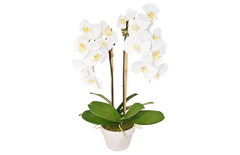 26" Phalaenopsis in Planter, White | One Kings Lane