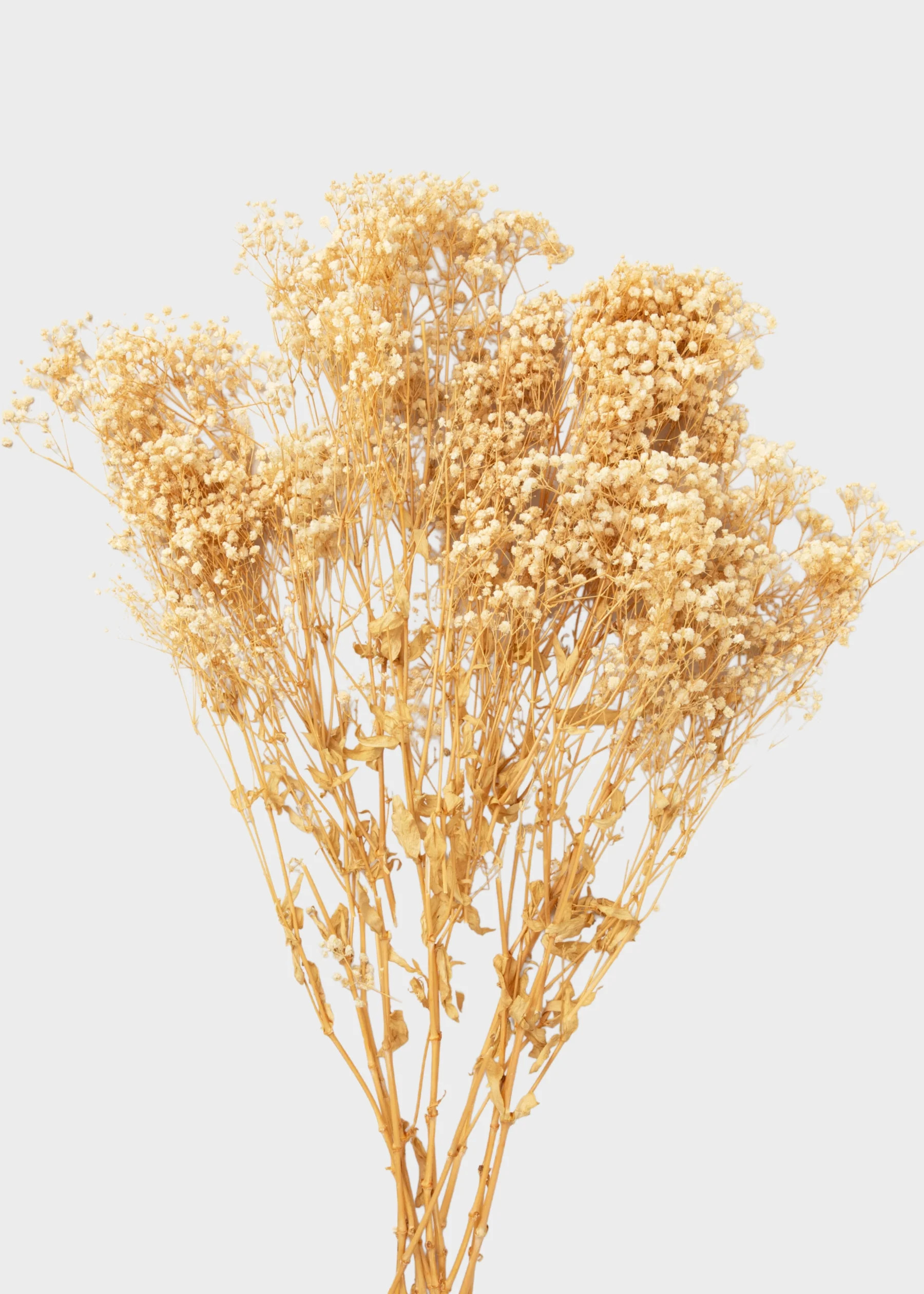 Natural Beige Preserved Gypsophila Flowers - 8.25 oz Bunch | Afloral