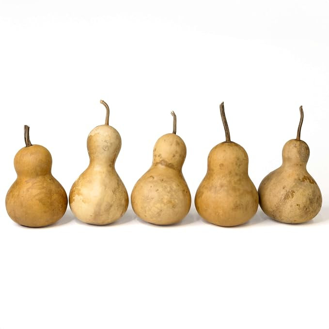 Box of 5 Dried Bottle Gourds - 3 inches in Diameter, Dried Gourds for Crafts, Gourd Art and Decor... | Amazon (US)