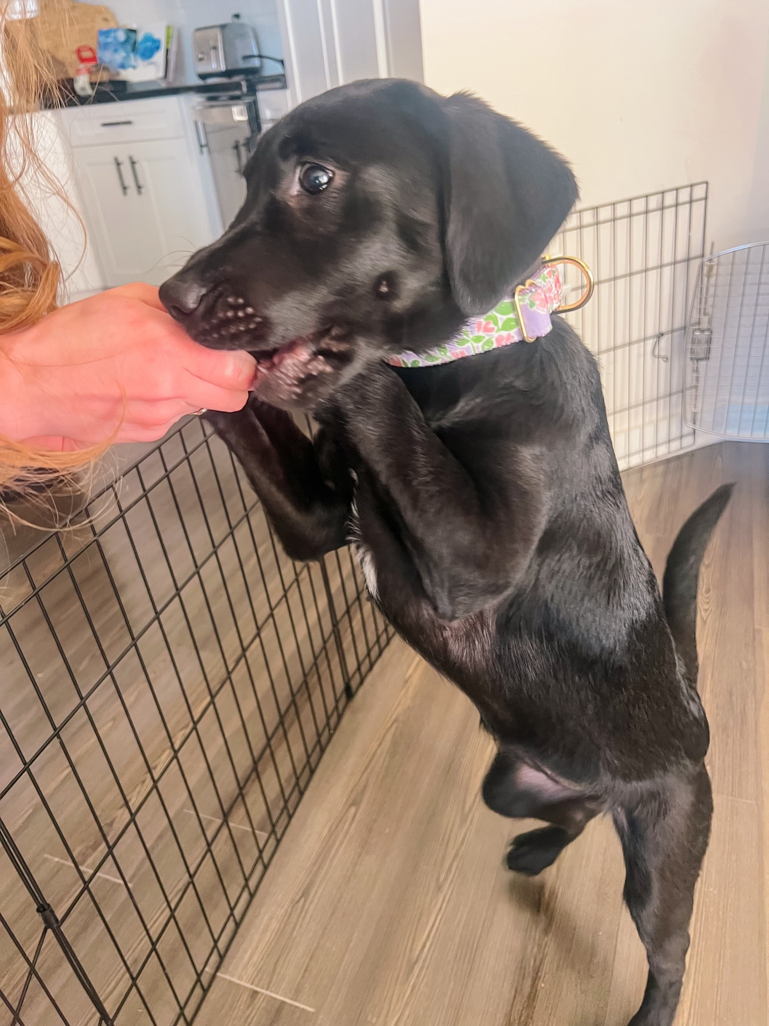 Sitting still for pictures is now a thing of the past for us 🤣 But Miss Piper is getting so big!! She started losing her baby teeth this week…hoping that curbs her land shark tendencies 🦈 We’ve been loving seeing how fast she’s growing, but missing our tiny little angel!! 

#LTKPets