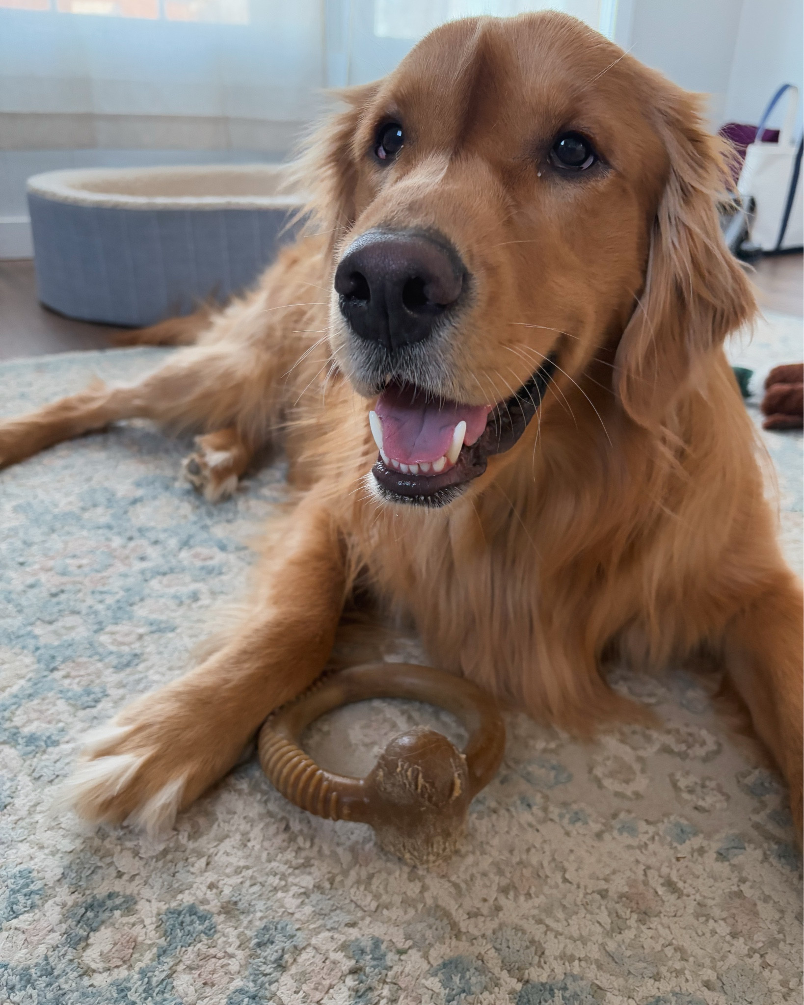 Can you tell we love Benebones of all shapes and sizes in this house?! These are my golden retrievers favorite dog toys!🐶🐾🦴

#LTKPets #LTKFindsUnder50