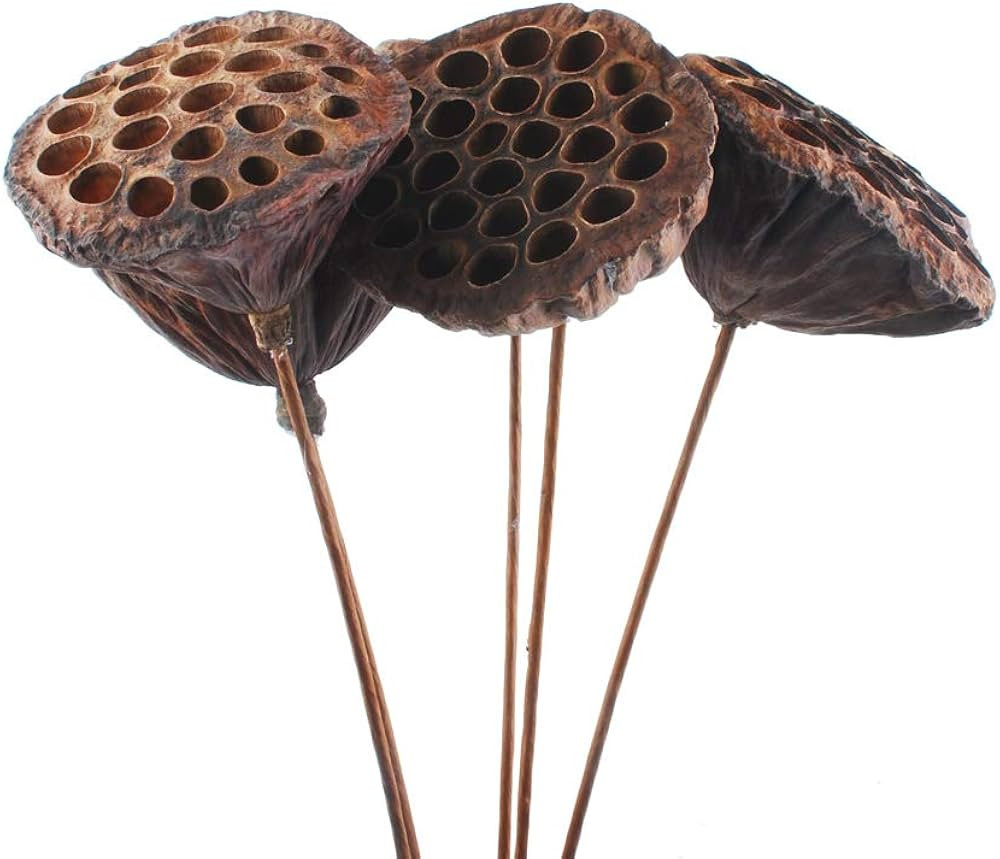 NWFashion 10PCS/Package Artifical Dried Brwon Lotus Pods with Stems(8-10CM) … | Amazon (US)