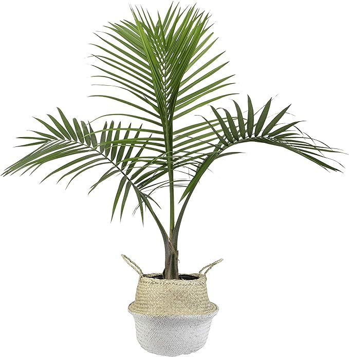 Costa Farms Majesty Indoor Palm Tree in Seagrass Basket, 3-Foot, Natural | Amazon (US)