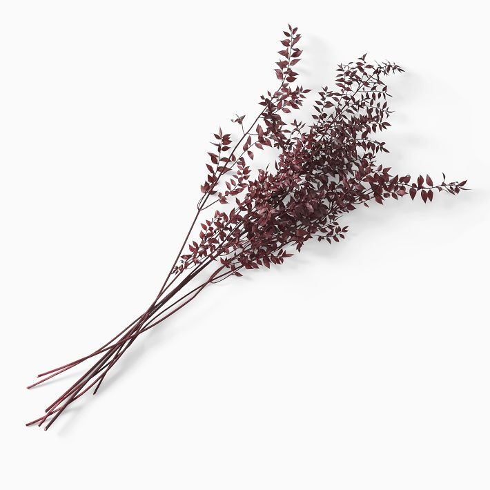 Dried Burgundy Ruscus Branch | West Elm (US)