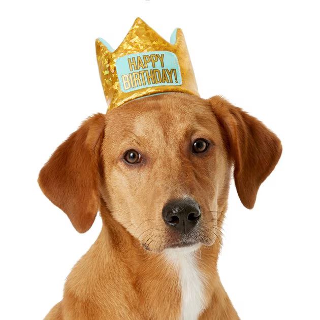 Frisco Happy Birthday Dog & Cat Crown, X-Small/Small | Chewy.com