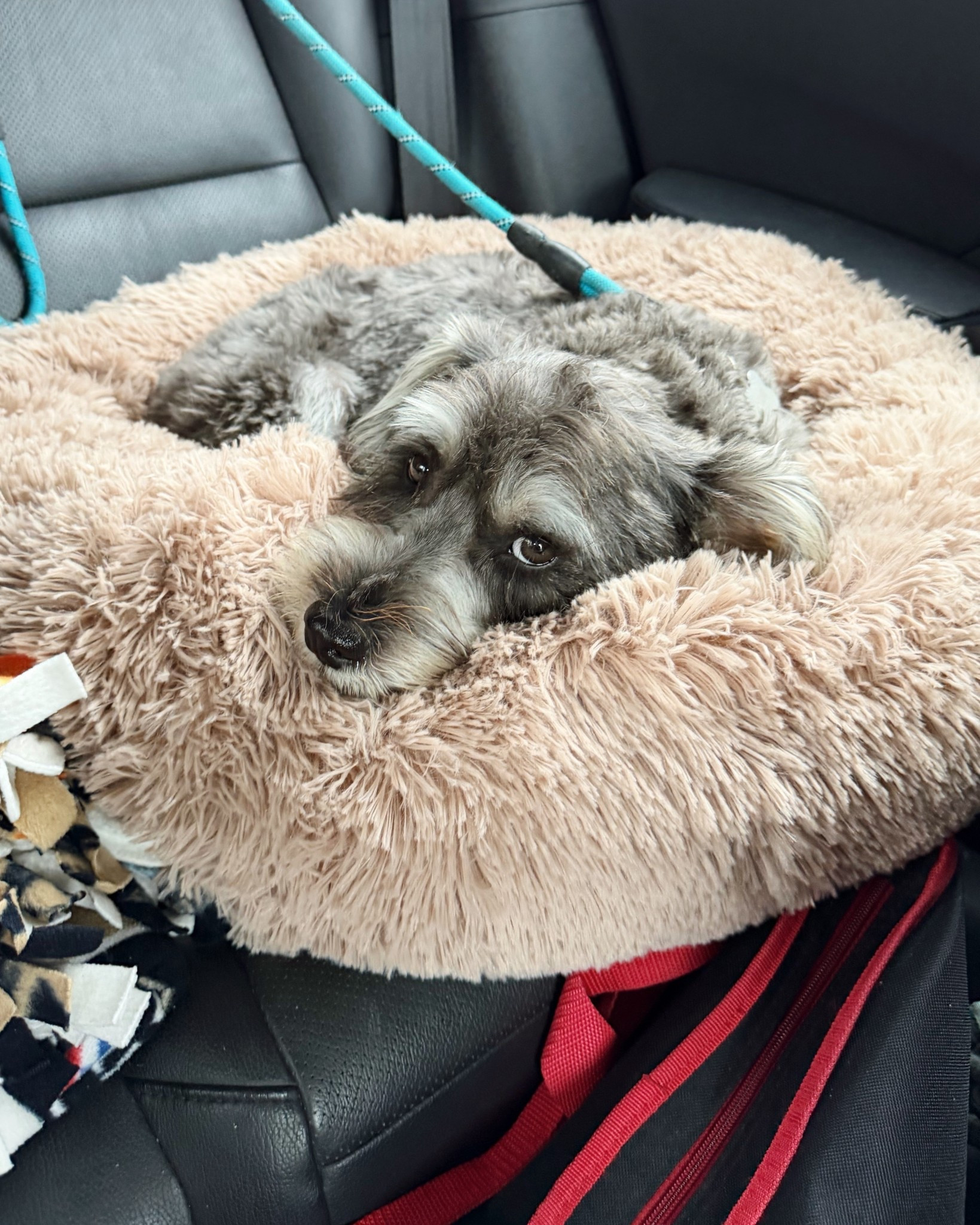 Cozy Amazon dog bed 🐾

#LTKTravel #LTKdayinmylife #LTKHome