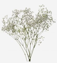 Ghost White Baby's Breath | FLOWERBX