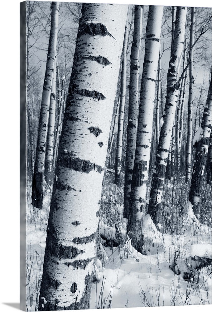 Large Gallery-Wrapped Canvas Wall Art Print 16 x 24 entitled Winter Forest | Great Big Canvas - Dynamic