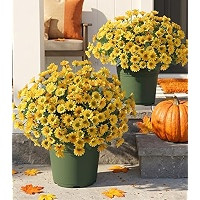 HyeFlora Artificial Mums for Outdoors Fall Decor, 6 Bundles Fake Flowers UV Resistant Realistic F... | Amazon (US)
