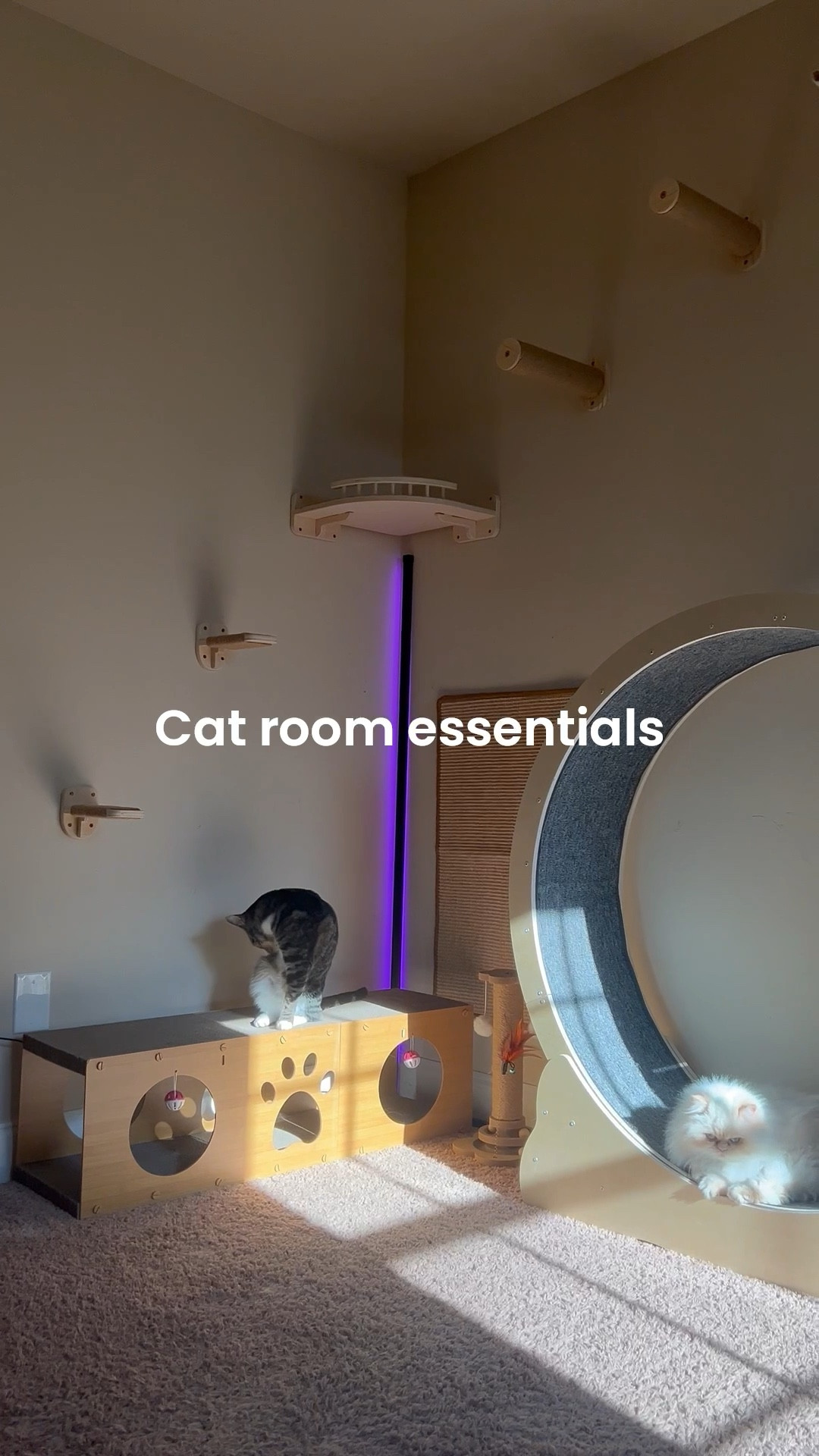 Linking some of my fav cat room essentials here! #LTKpets #LTKcats #LTKpetcare

#LTKHome
