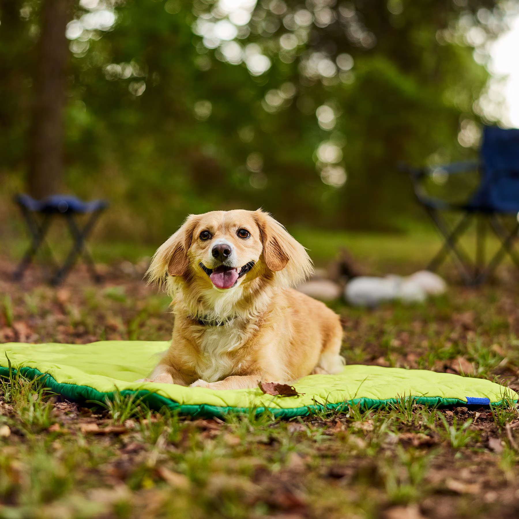 Frisco Travel Pillow Dog Mat Bed with Reusable Storage Bag, Retro Green, Large | Chewy