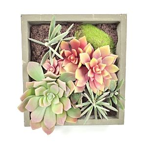 Gold Eagle Mixed Succulents Square Wall Planter | Bloomingdale's (US)