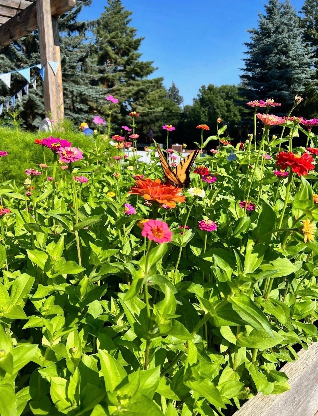 Zinnias have earned a permanent spot in my garden! They’re one of the easiest flowers I grow and always put on a good show once they get going. So much color for just a little effort 🌸💐

#LTKSeasonal #LTKSaleAlert #LTKHome
