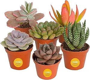 Costa Farms Succulents (6 Pack), Live Mini Succulent Plants, Grower's Choice Live Houseplants, Po... | Amazon (US)