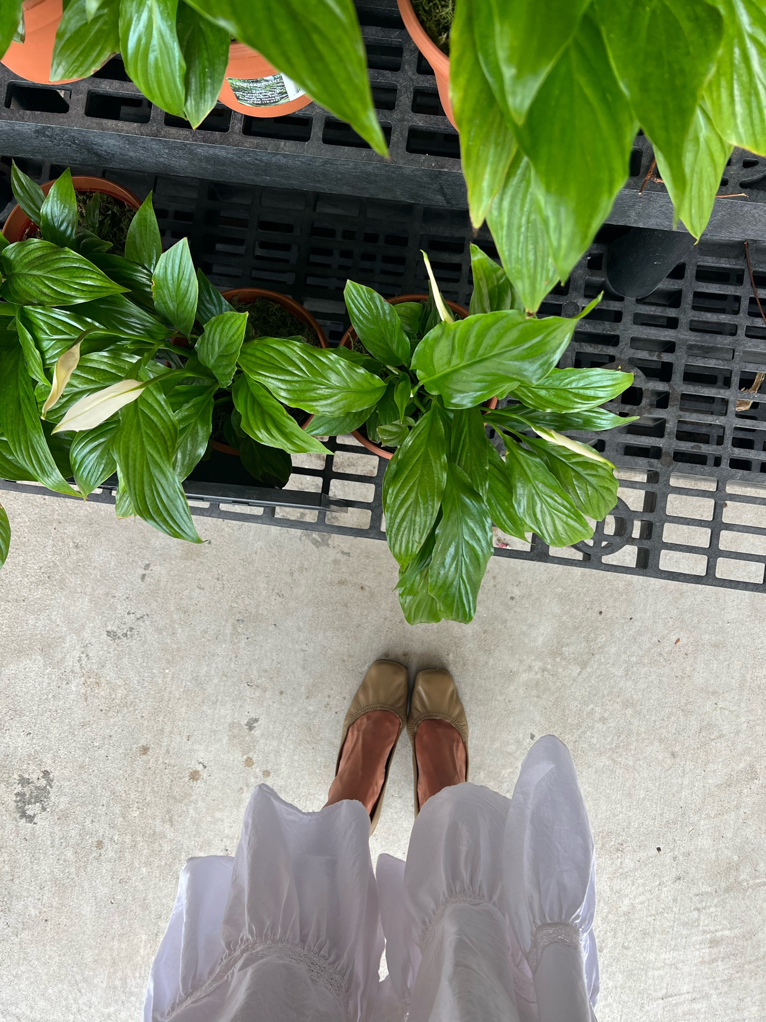 My absolute favorite little shoes for a spring day out!🤍 these are the perfect shade of green!🌿🍃

#LTKshoecrush #LTKstyletip #LTKSeasonal