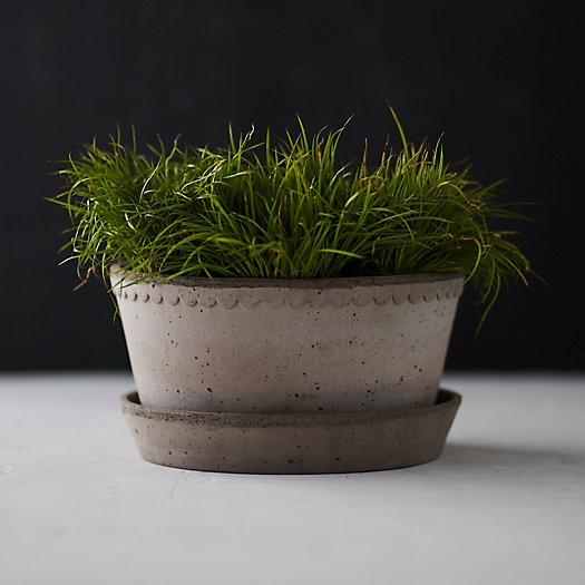 Bergs Scallop Bowl + Saucer Set | Terrain