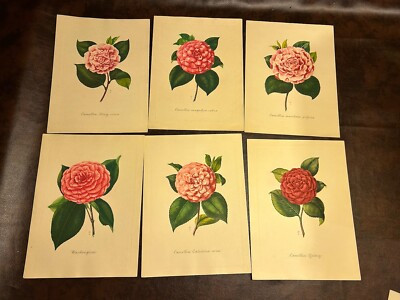 Vintage 1950s Art CAMELLIAS  Paris Etching Society Floral Wall Art Set 12  | eBay | eBay US