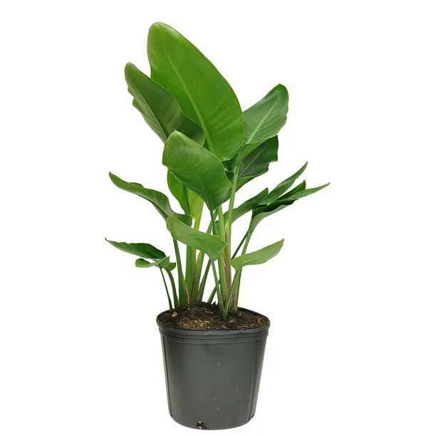 Costa Farms Live Indoor 28in. Tall Green White Bird Of Paradise; Bright, Direct Sunlight Plant in... | Walmart (US)