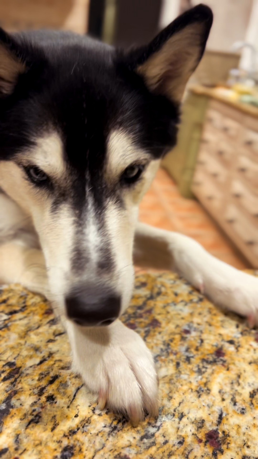 A touch of Paris at home - tender chicken, creamy mushrooms, and that perfect ooh là là finish. 

#LTKFamily #LTKSaleAlert #LTKSeasonal