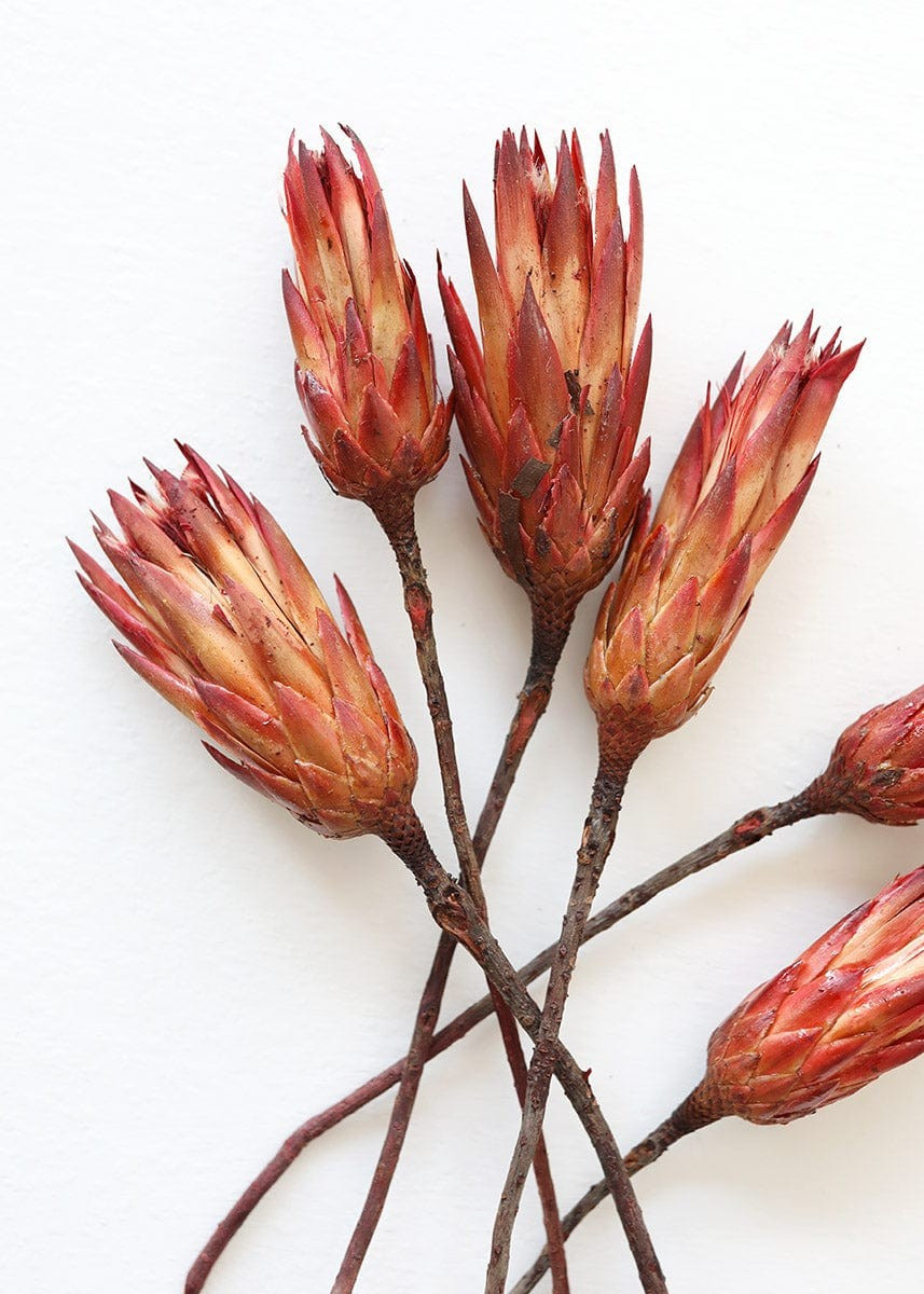 Bundle of 6 Red Dried Protea Repens - 7-12 | Afloral (US)