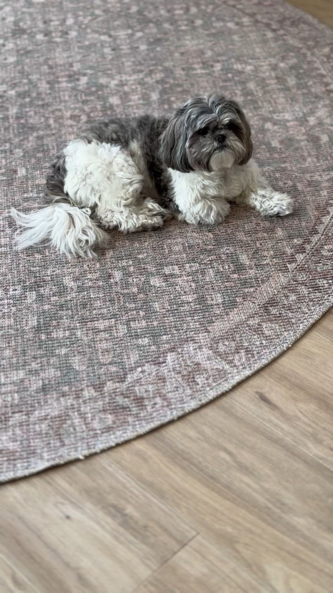 My favorite rug for high traffic areas! Easy to clean and so pretty 

#LTKSummerEdit #LTKHome #LTKStyleTip