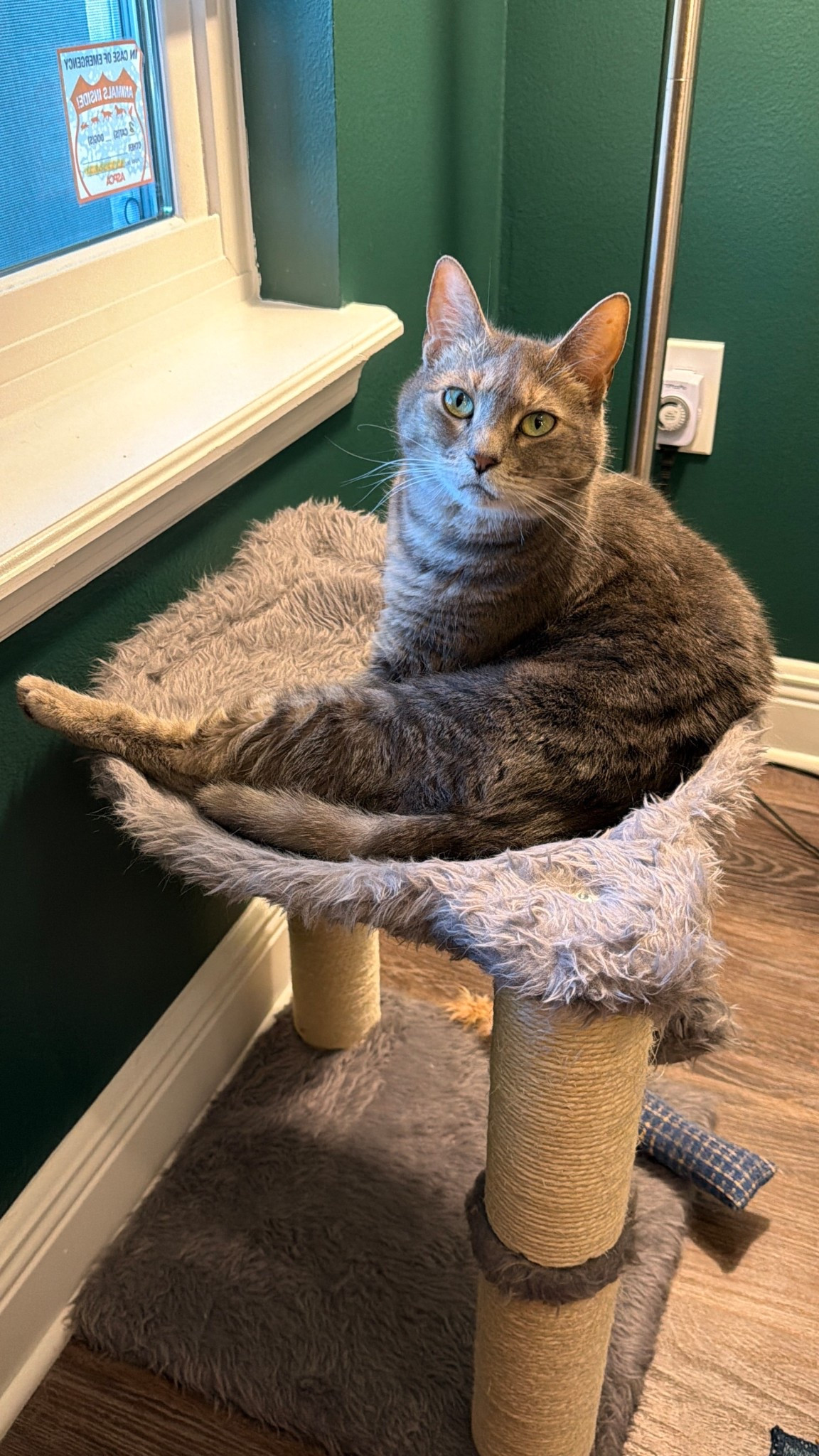 My cats’ favorite cat beds from Chewy (plus the catnip I add to make them even more obsessed!) 

#LTKHome #LTKstorytime #LTKdayinmylife