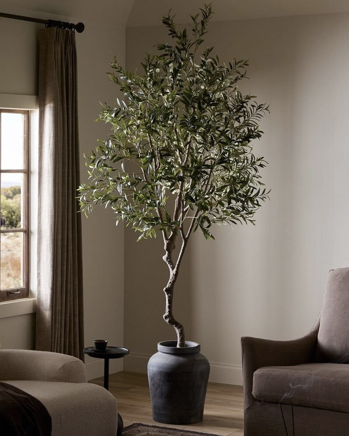 Olive trees I recommend