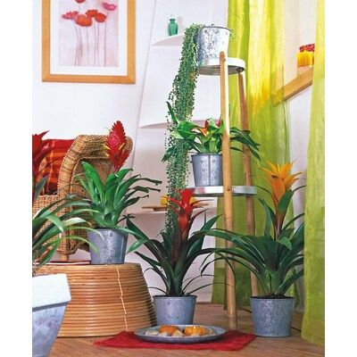 Mixed Bromeliads House Plant | Lowe's