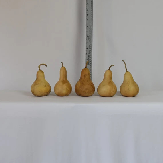 Box of 5 Dried Martin Gourds  3 Diameter - Etsy | Etsy (US)