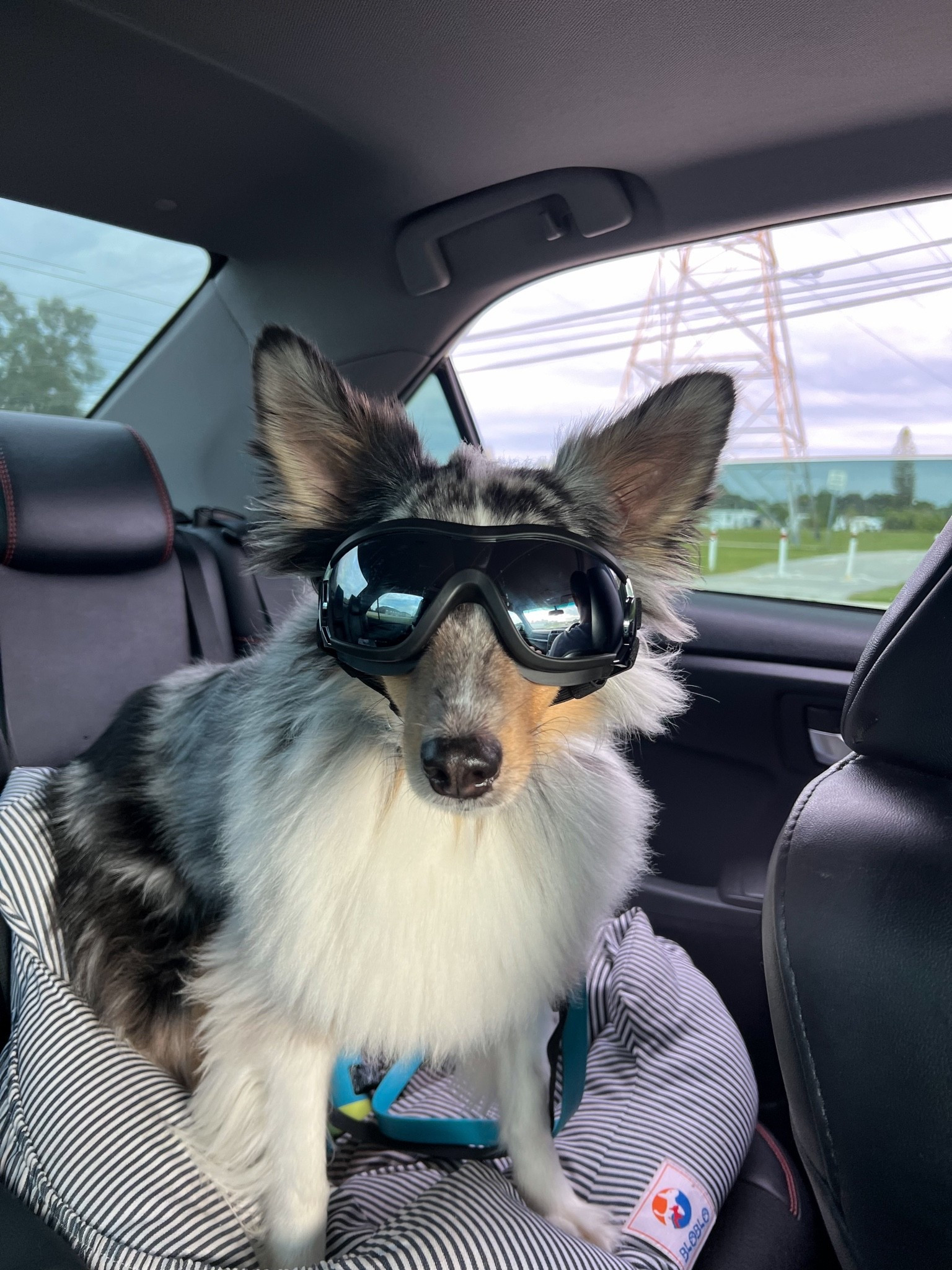 dog car seat, dog booster seat, dog travel essentials, dog car accessories, dog goggles, dog sunglasses, pet travel essentials, small dog car seat, dog road trip essentials, puppy car accessories, pet accessories, cute dog accessories, travel essentials for dogs, dog mom finds