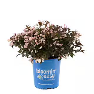 BLOOMIN' EASY 2 Gal. Afterglow Weigela Live Shrub, Light Pink and Cream Flowers DGWE6026 - The Ho... | The Home Depot
