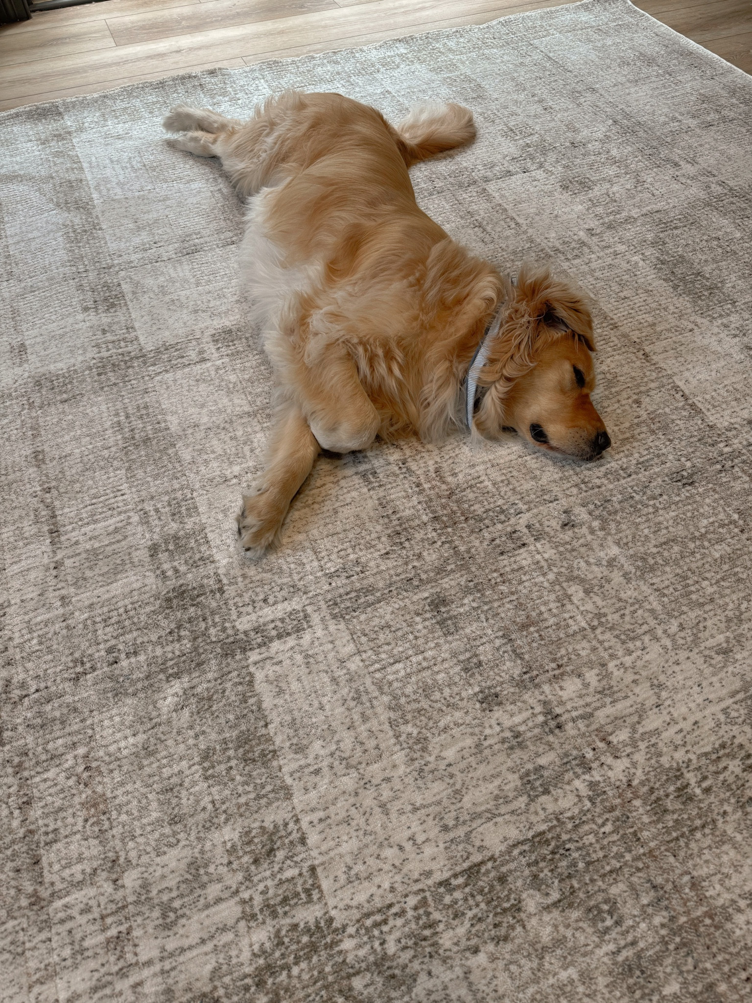 Stubbers approves of this rug too😂🙈🤎 cozy office plaid! This is the 8x10! 

Wayfair / home decor / cozy / neutrals / Holley Gabrielle 

#LTKHome #LTKStyleTip #LTKSaleAlert