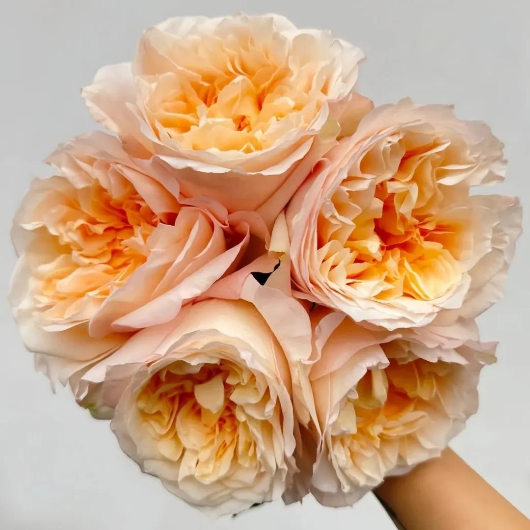 Rose “Tie-Dye"  Live Plant | Etsy (US)