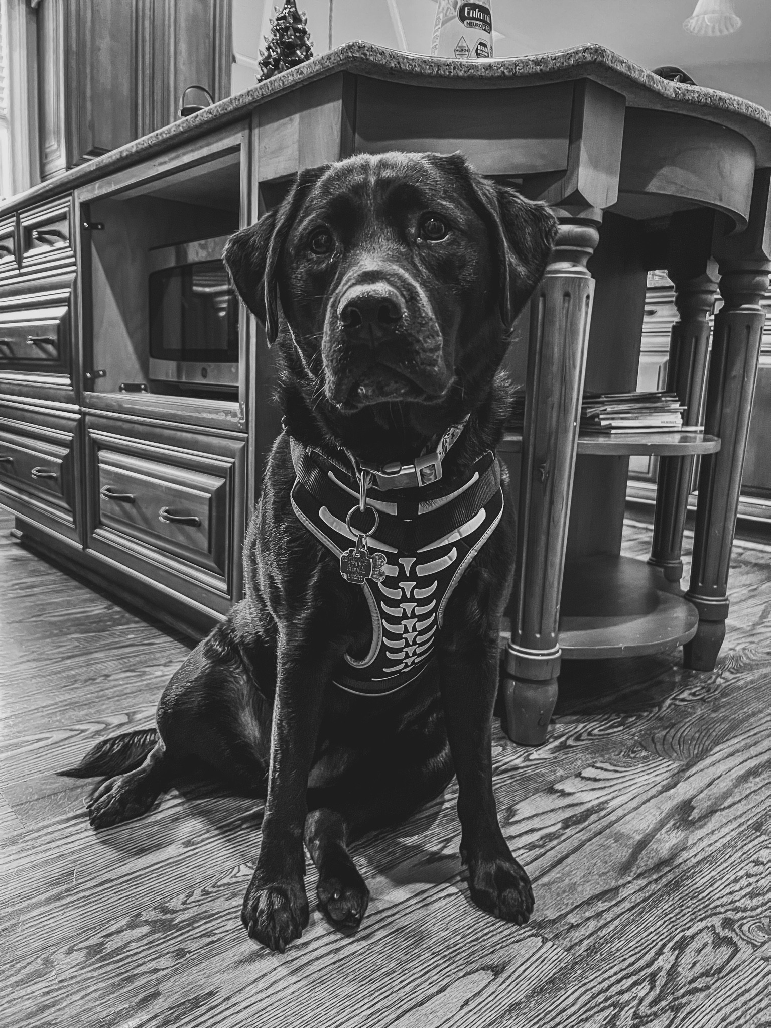 This is a re-share from last year because Target is selling these adorable harnesses again! 🐾 

#LTKHoliday #LTKSeasonal #LTKHalloween