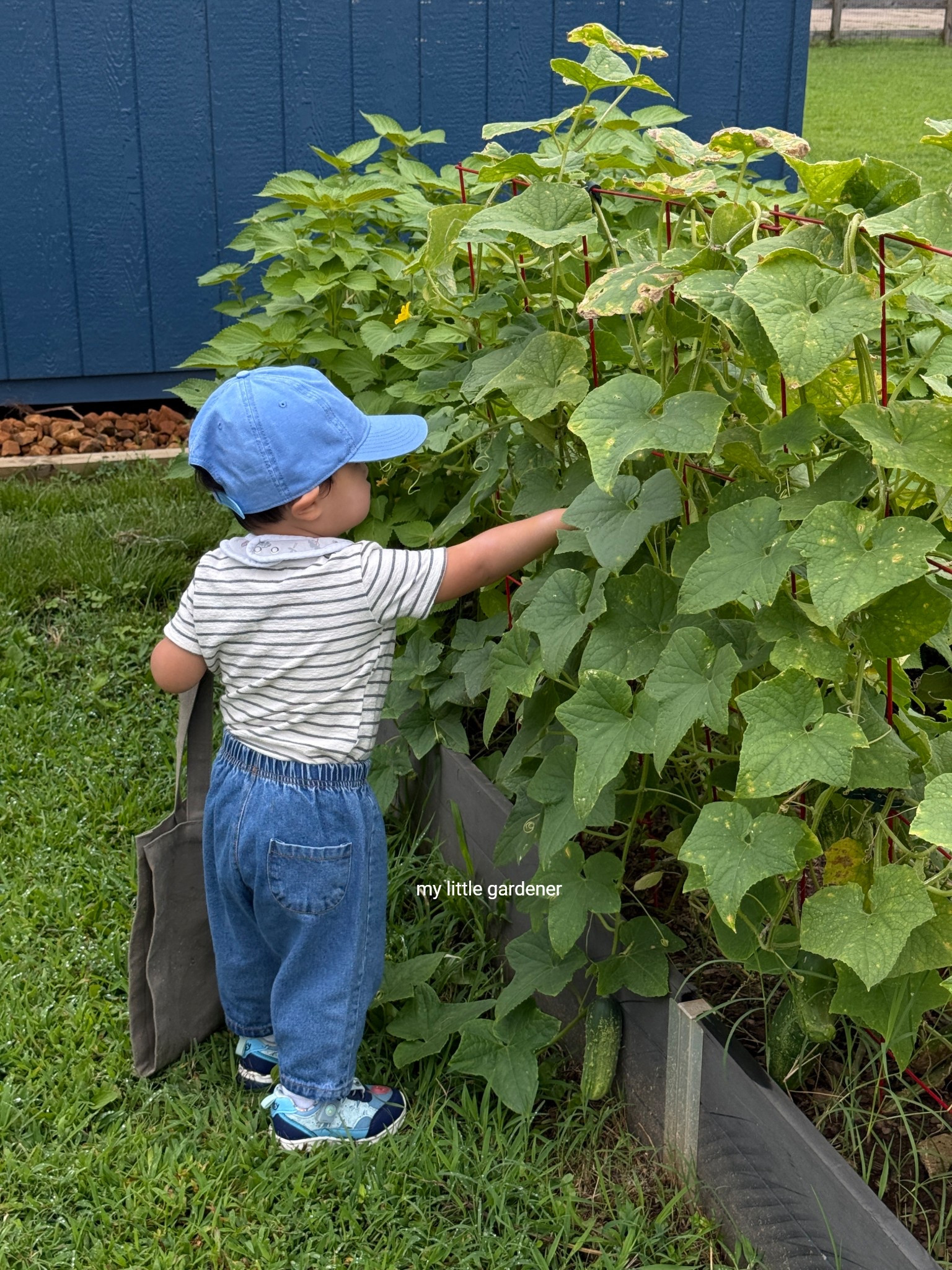 my little gardener’s ootd 🪴 

#ltktoddler #toddlerboy #boyootd