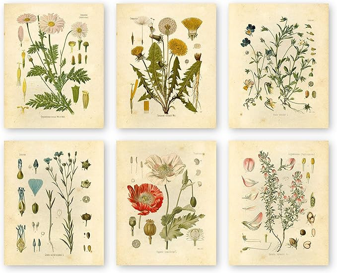 Ink Inc Botanical Prints Wildflower Prints Floral Wall Art - Set of 6 - 8x10 - Unframed | Amazon (US)