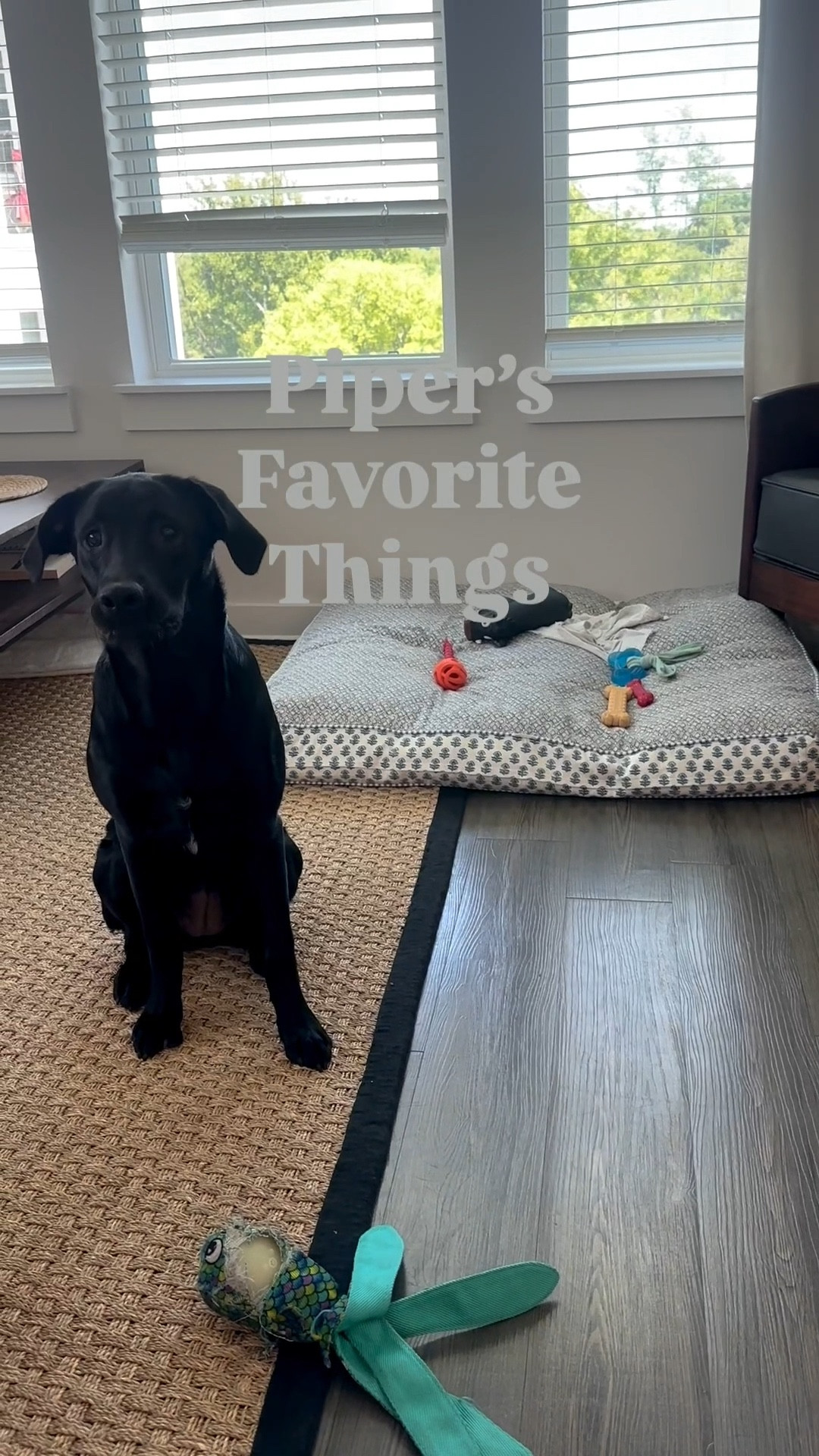 Piper’s Favorite Things!!! This girl has DESTROYED some toys….but that’s how we know which she loves!! 

#LTKPets