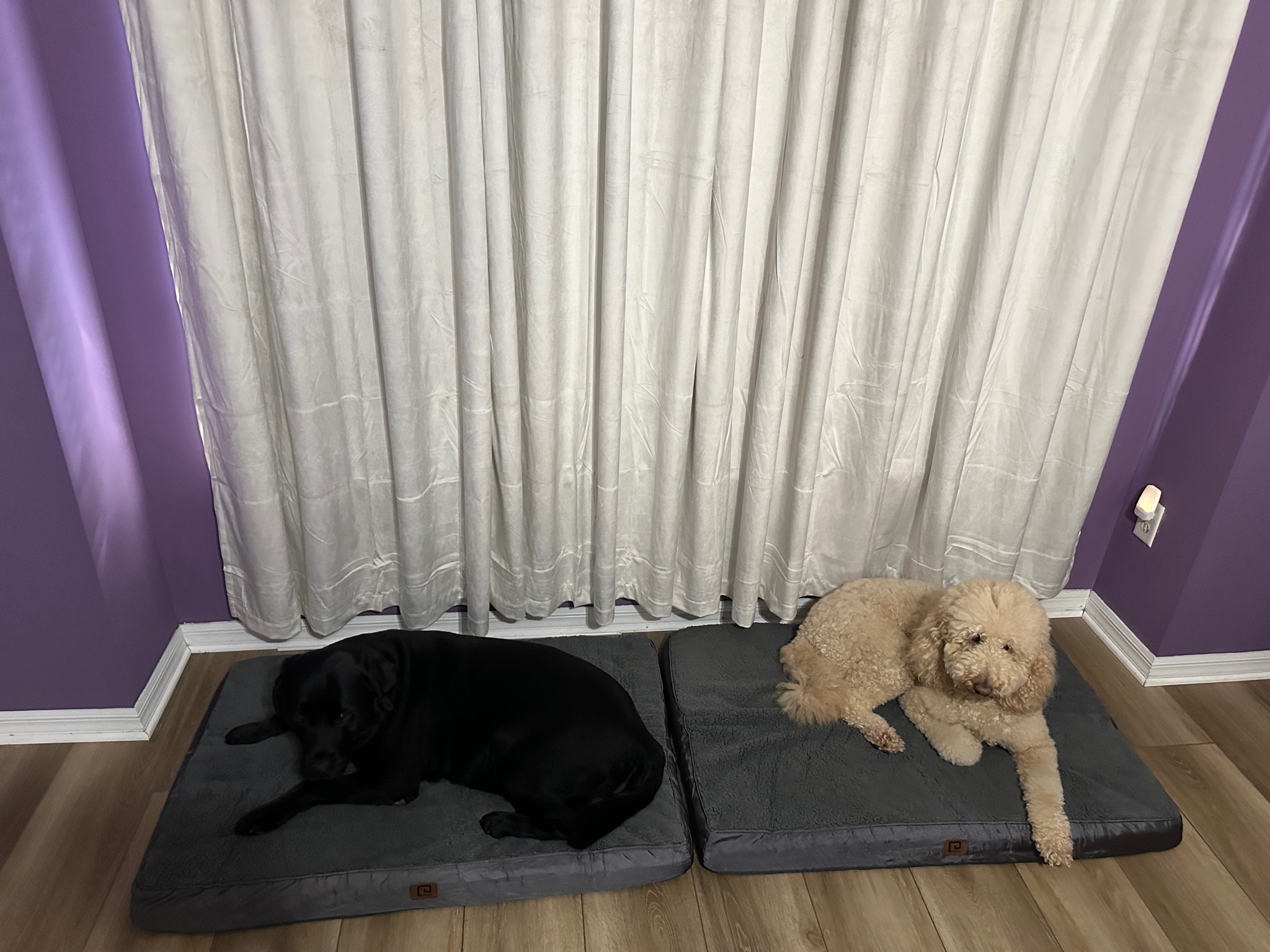 Dog beds
Bedroom 

#LTKFindsUnder50 #LTKHoliday #LTKGiftGuide