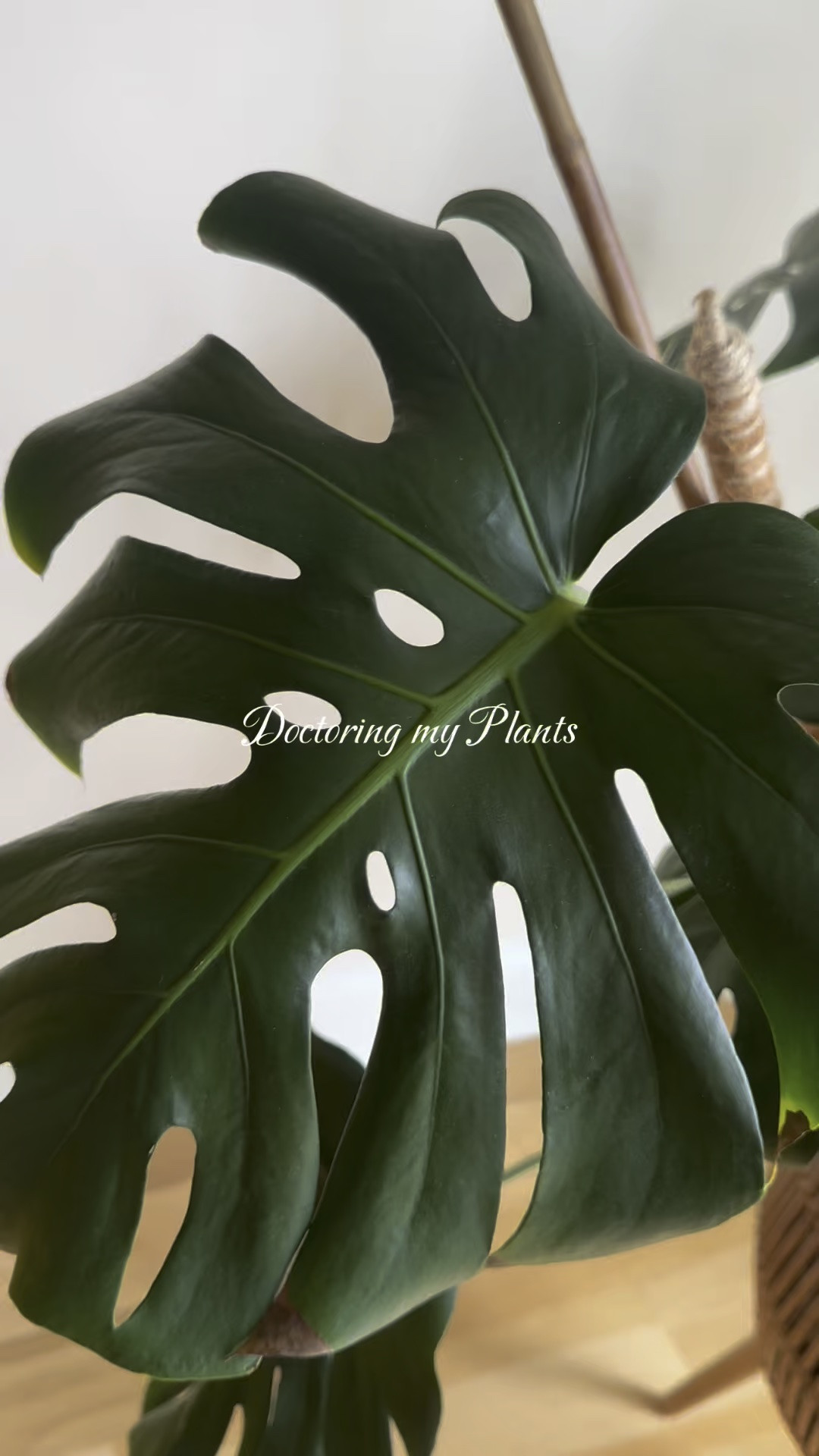 Plant parents! 
Use code: LIVINGLARGE @happyhappyhouseplant  and watch your plants GROW!

#LTKdayinmylife #LTKSeasonal #LTKmorningroutine