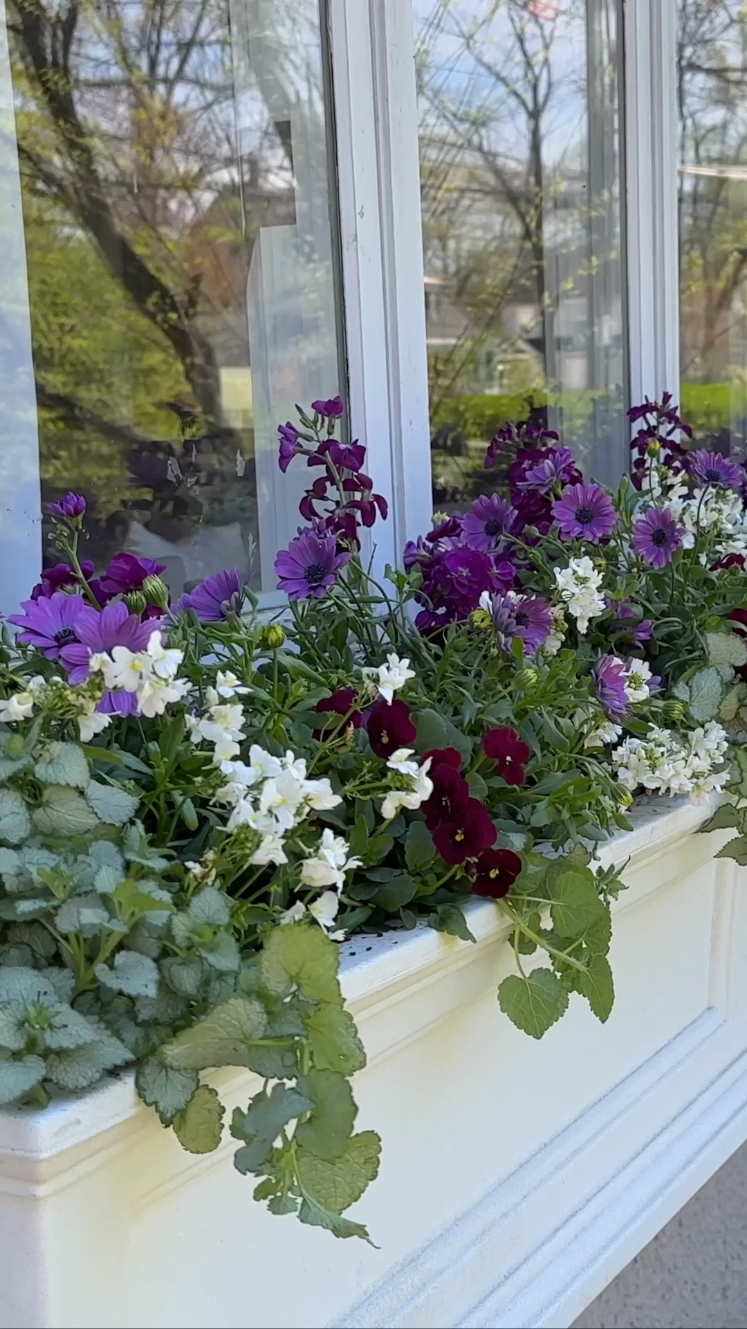 Spring window boxes!

#LTKVideo #LTKSeasonal #LTKhome