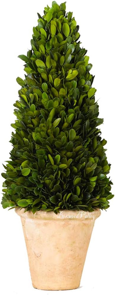 Real Preserved Boxwood Evergreen Potted Tree Globe Tree Topiary in Terracotta Planter, Home Decor... | Amazon (US)