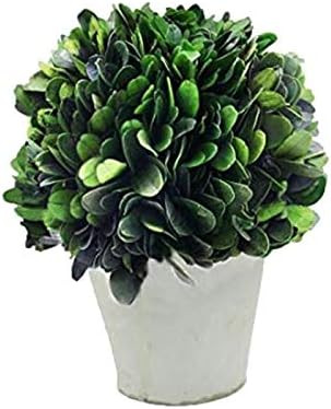 COCOMIA Preserved Boxwood Ball with Small Pot – Natural Indoor Greenery, Simple Care, 4”Wx4... | Amazon (US)