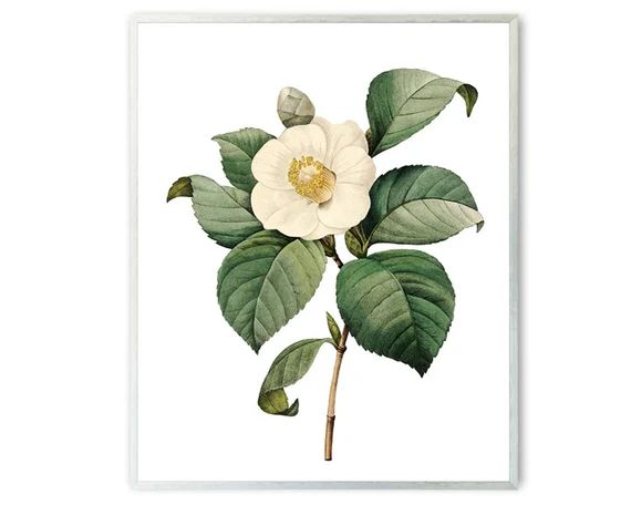 Digital Flower Art, Printable White Camellia Vintage Illustration, Botanical Wall Art Print, Inst... | Etsy (US)