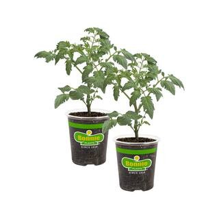 19.3 oz. Husky Cherry Tomato Plant 2-Pack | The Home Depot