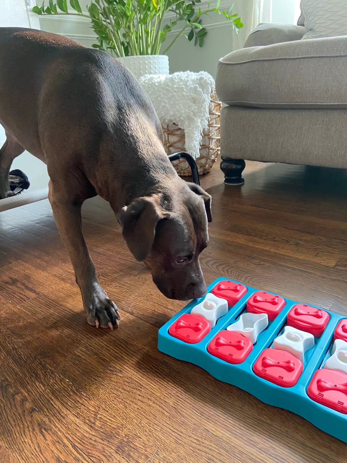 Dog Brick Treat Puzzle Game