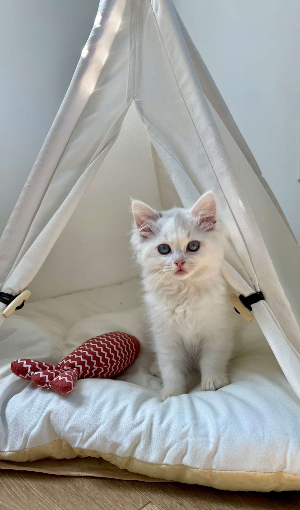 Here’s a couple of my Amazon favorites for my cats.
#Cats #PetProducts #CatToys

#LTKHome #LTKPets