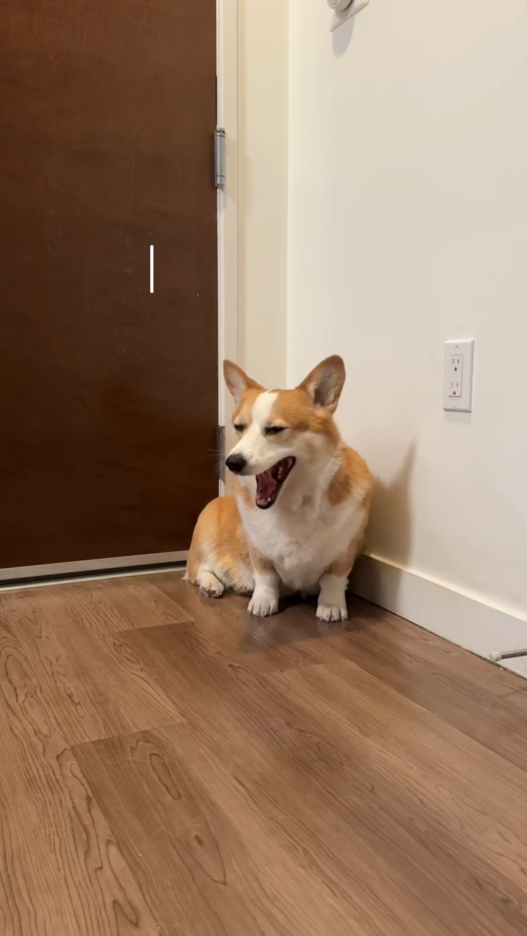 Best raincoat for dogs . 

#LTKvlog #LTKSeasonal